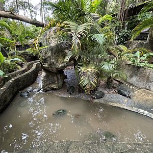 Yellow-headed Temple Turtle Exhibit