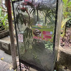 Prehensile-tailed Skink Exhibit