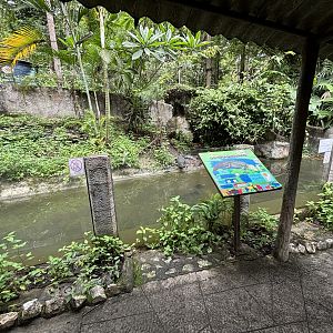 Smooth-fronted Caiman Exhibit