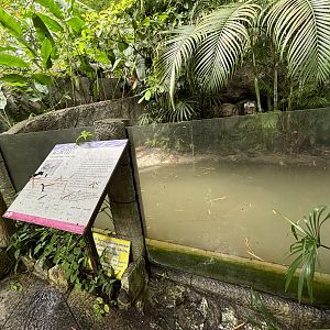 Chinese Softshell Turtle Exhibit