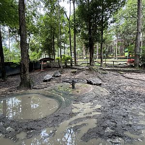 Aldabra Tortoise Exhibit