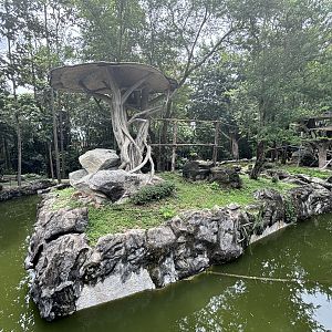 Pileated Gibbon Exhibit