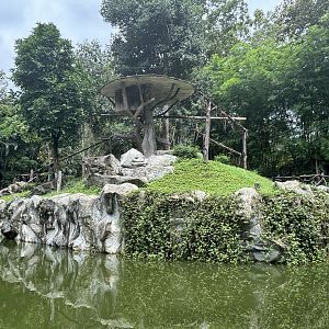 White-handed Gibbon Exhibit