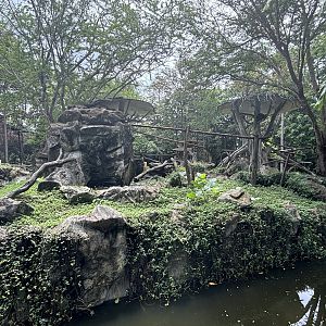 White-cheeked Gibbon Exhibit