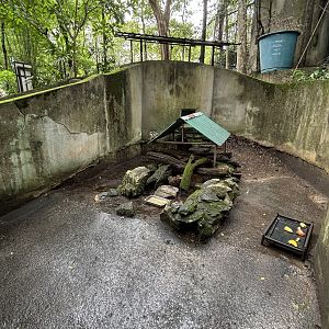 Malayan Porcupine Exhibit