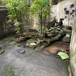 Lowland Paca Exhibit