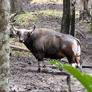 Banteng (semi off-show)