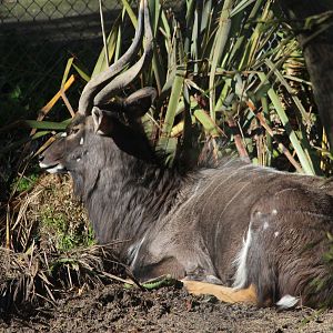 Lowland Nyala male