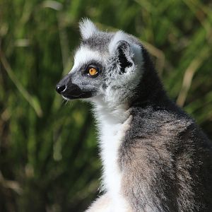 Ring-tailed Lemur