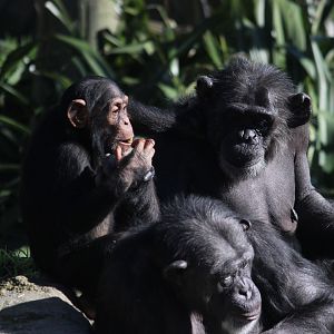Chimpanzees