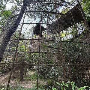 Red-shanked Douc Langur Exhibit