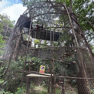 Red-shanked Douc Langur Exhibit