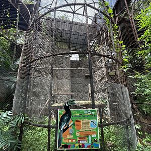 Oriental Pied Hornbill Aviary