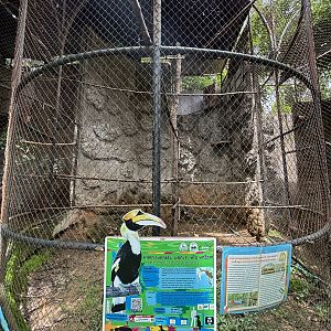 Great Hornbill Aviary