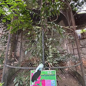 White-crowned Hornbill Aviary