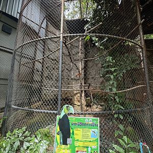 Plain-pouched Hornbill Aviary