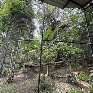 Red Panda Outdoor Exhibit