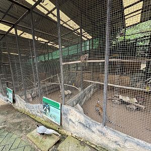 Pheasant Aviaries