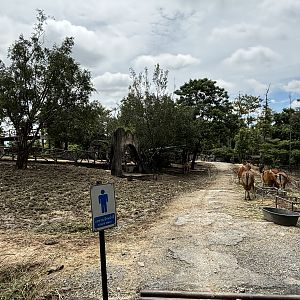 Asian Hoofstock Exhibit