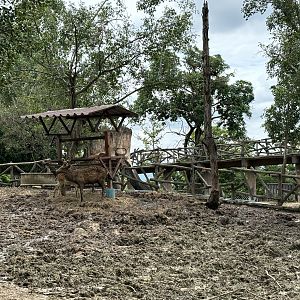 Asian Hoofstock Exhibit