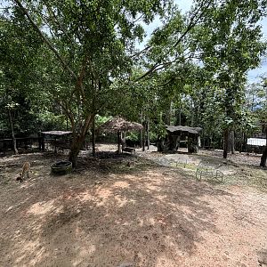 Asian Hoofstock Exhibit