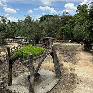 Asian Hoofstock Exhibit