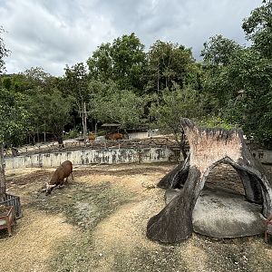 Asian Hoofstock Exhibit -