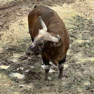 Asian Hoofstock Exhibit - Banteng