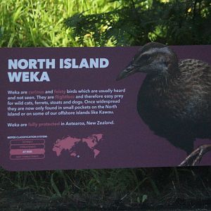 Signage for North Island Weka