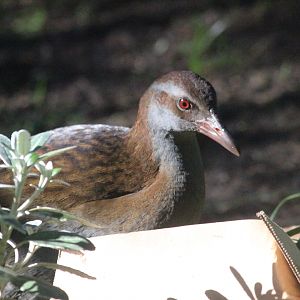 North Island Weka