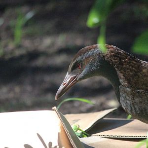 North Island Weka