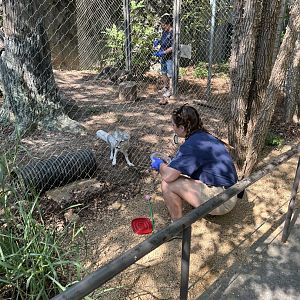 Arctic Foxes training with Keepers