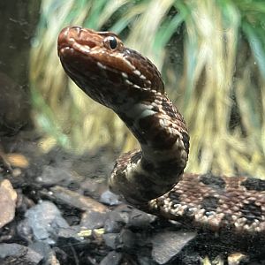 Carolina Pygmy Rattlesnake