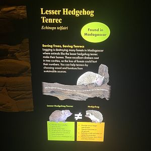 New Tenrec Signage in Desert
