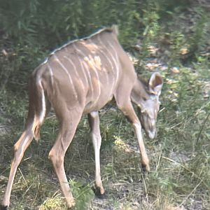 Female Greater Kudu