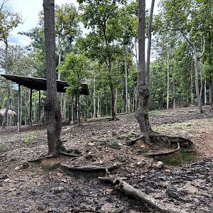 Asian Hoofstock Exhibit #2