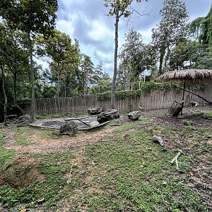 Asian Water Buffalo Exhibit