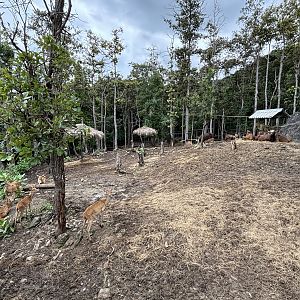 Asian Hoofstock Exhibit #2