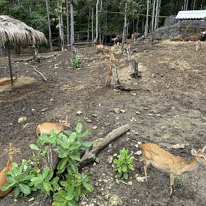 Asian Hoofstock Exhibit #2