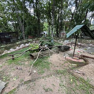 Green Iguana Exhibit