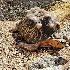 Radiated tortoise