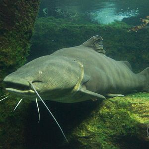 Jau (Zungaro zungaro)