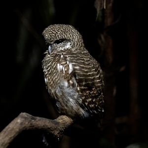 Collared Owlet (Taenioptynx brodiei)