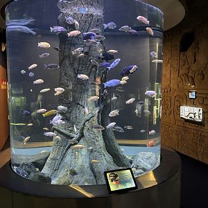 Cichlid Exhibit