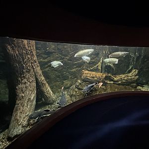 Tiger Shovelnose Catfish + Silver Arowana Exhibit