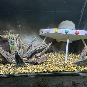 UFO Clown Knifefish Exhibit