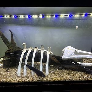 Black Ghost Knifefish Exhibit