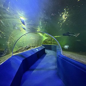 Freshwater Tunnel