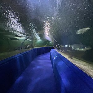 Freshwater Tunnel