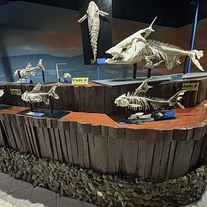 Fish Skeleton Zone